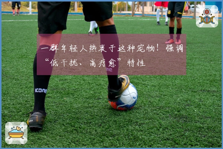 一群年轻人热衷于这种宠物！强调“低干扰、高疗愈”特性